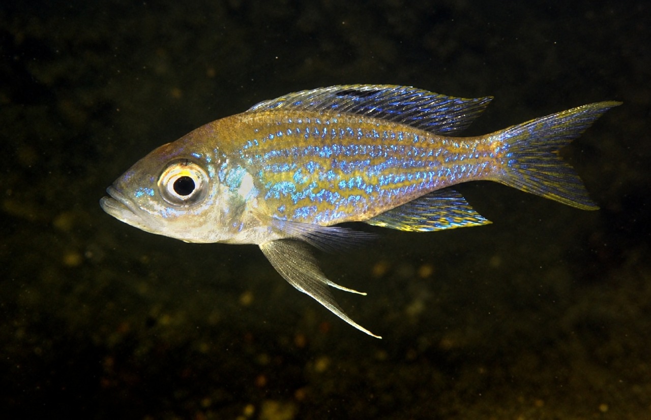 Aulonocranus dewindti 'Magambo'